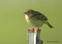 Grasshopper Sparrow May 07 Field Trip 045